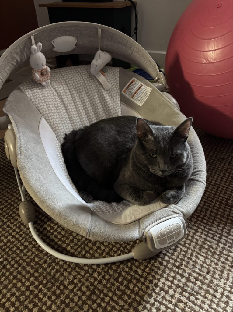 kitty in a baby chair