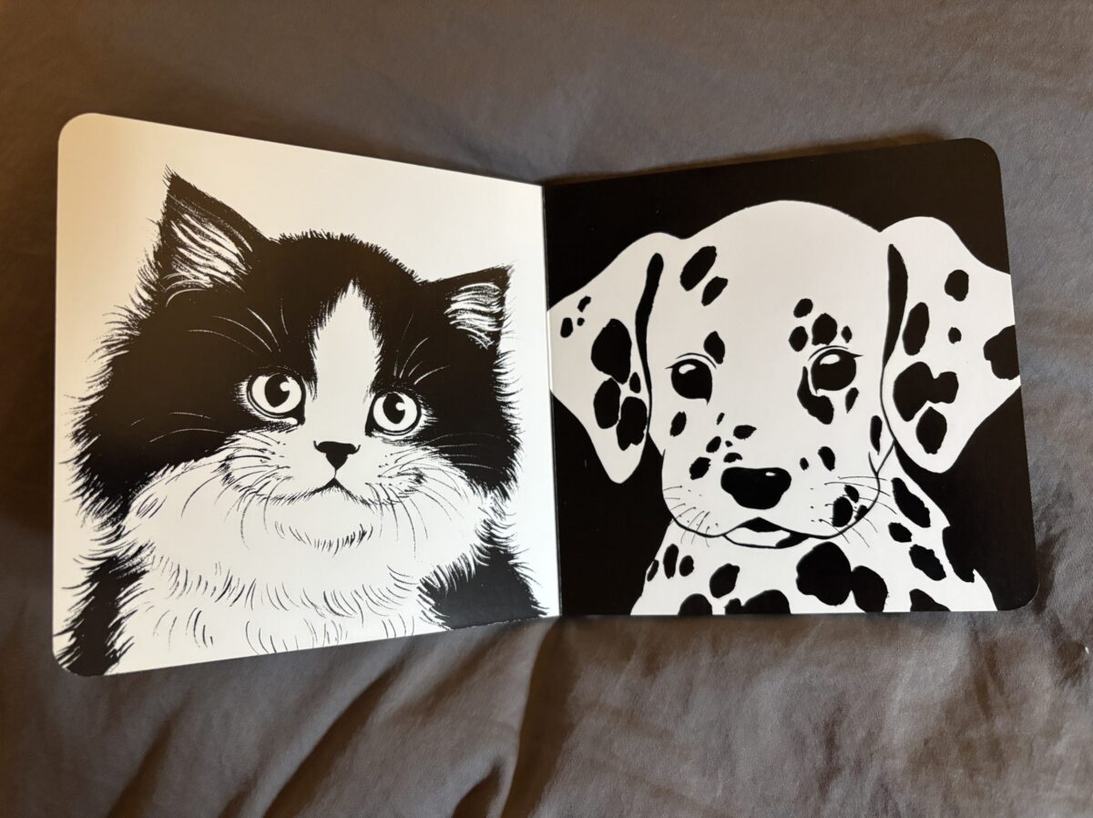 cat and puppy
