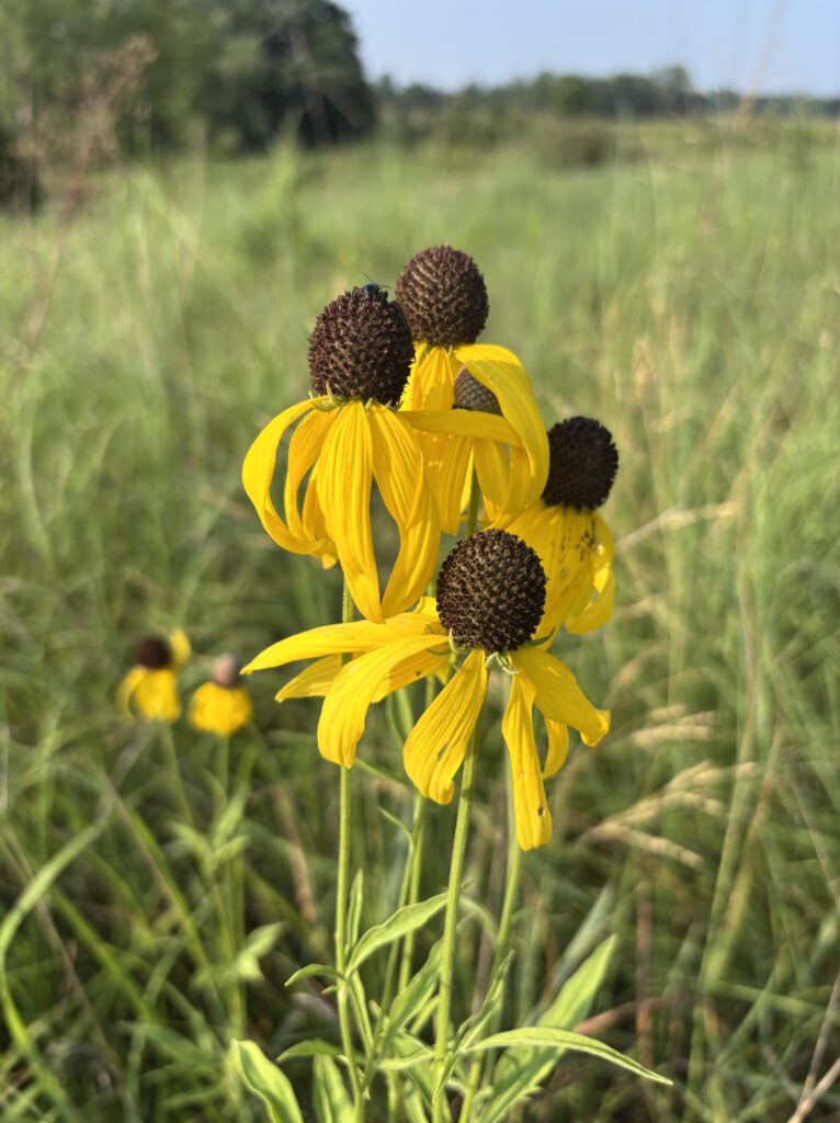 black eyed susans