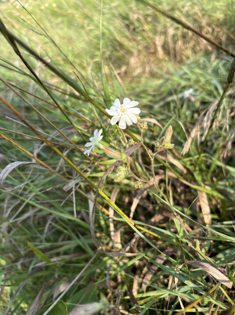 white campion flowers
