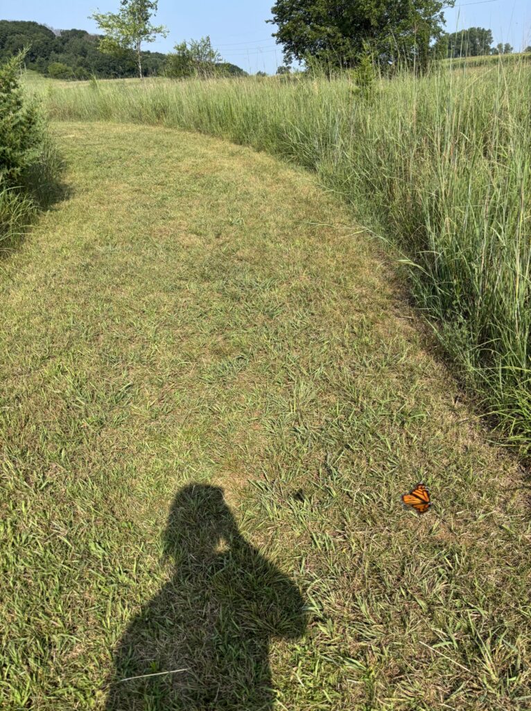 a monarch butterfuly