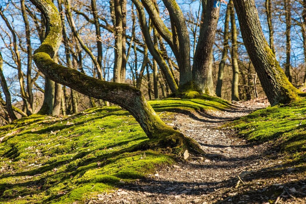 an image of a winding path through a forest with bent and irregular trees